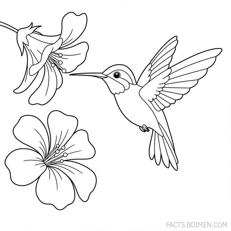 Hummingbird Coloring Pages: Relaxing and Educational Fun for All Ages