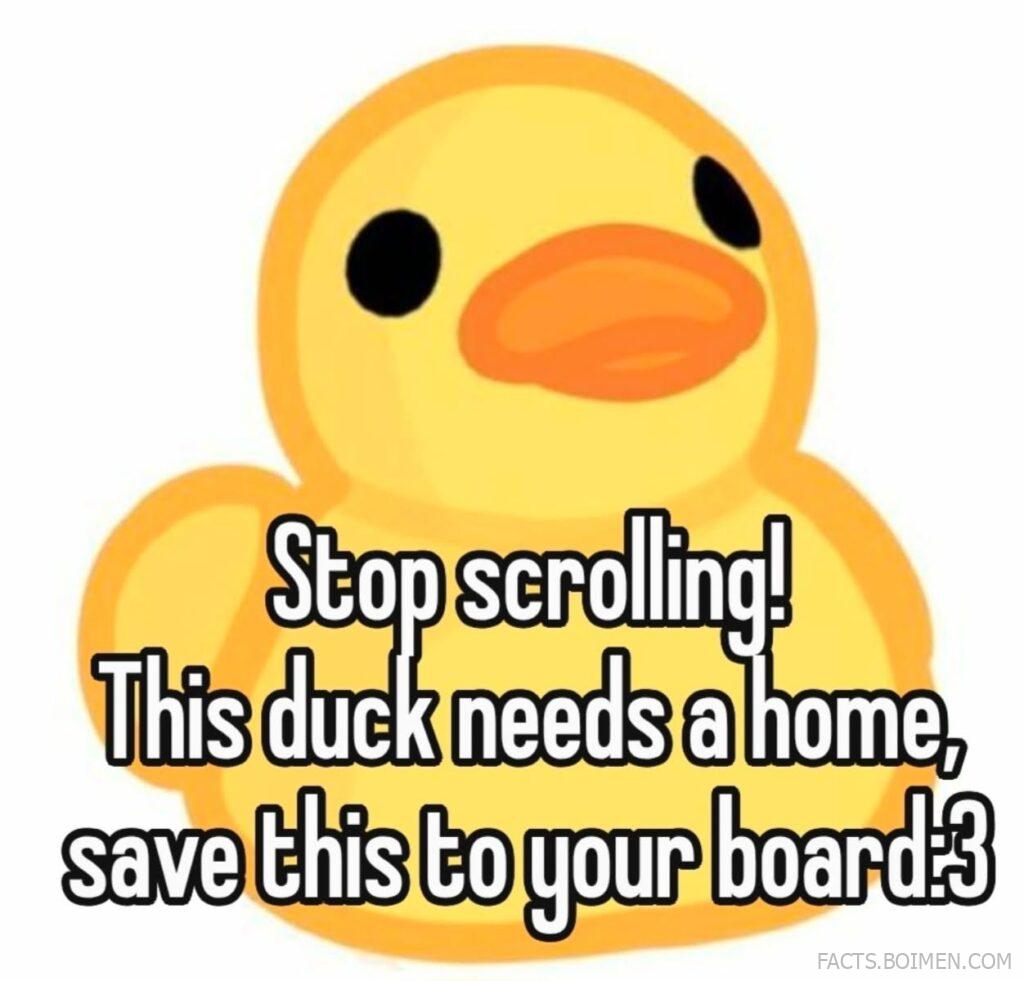 Cute Yellow Duck Illustration with “Stop Scrolling” Message