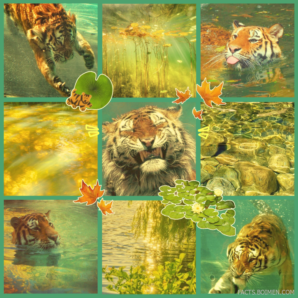 tigerlily moodboard