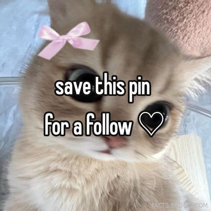 cute cat websites