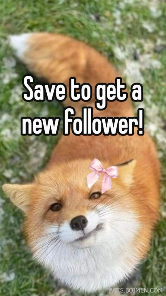follow for follow websites