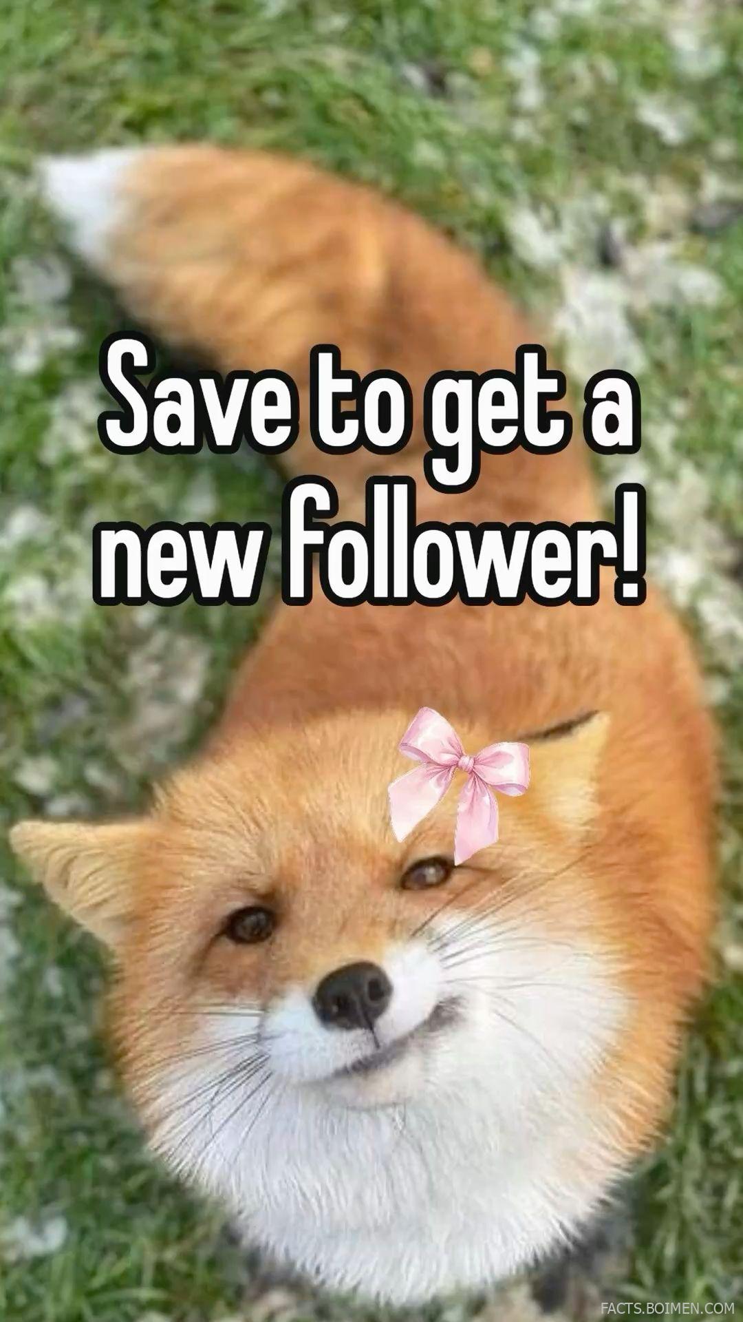 follow for follow websites