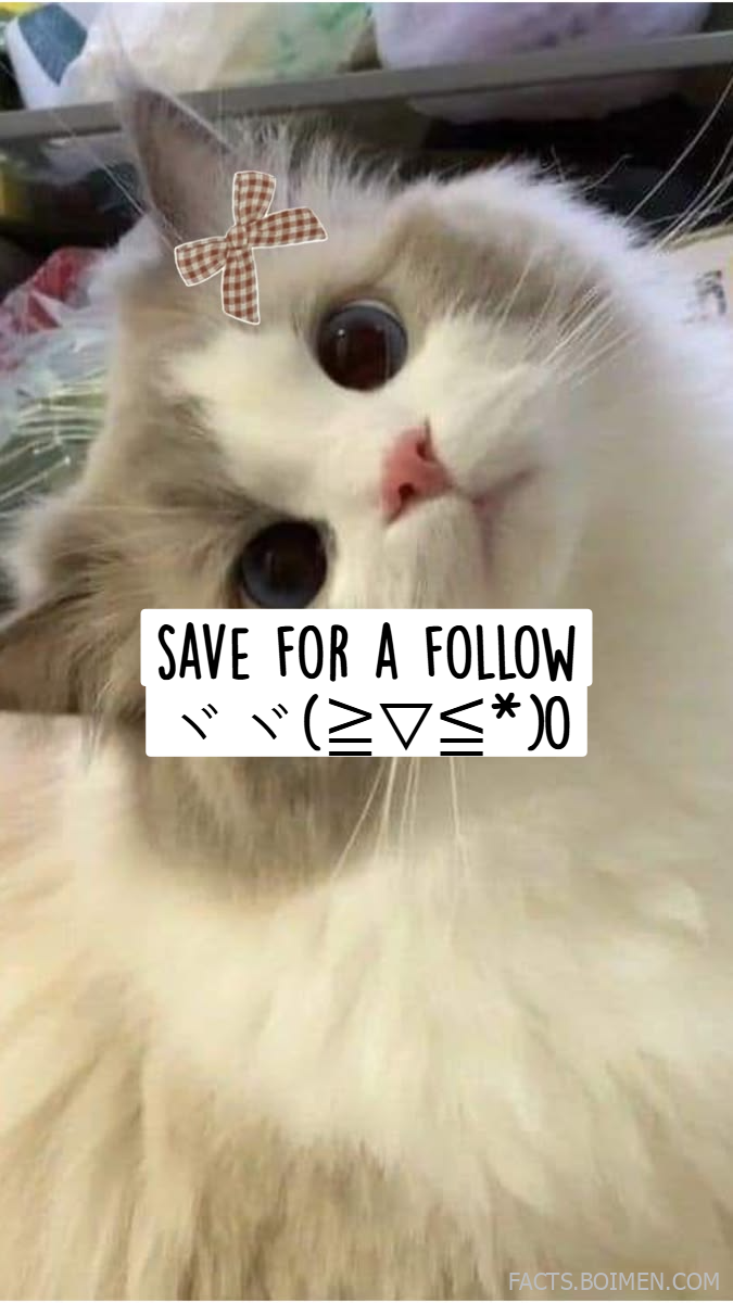 follow for follow websites