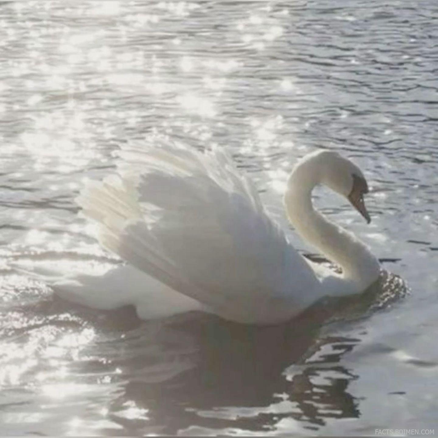 swan lake aesthetic