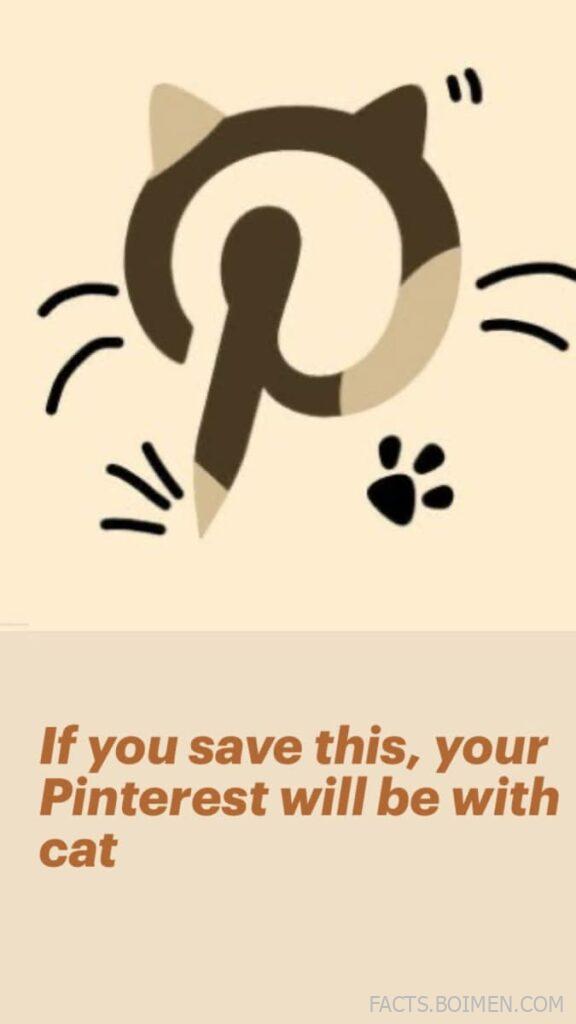 cat websites