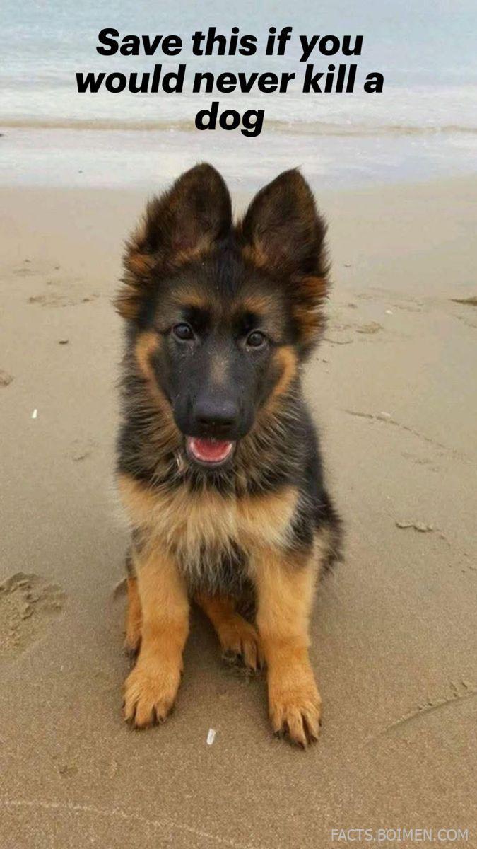 animal rescue sites